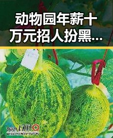 动物园年薪十万元招人扮黑熊引热议突尼斯世界杯惨败后教练被解雇的反差现象